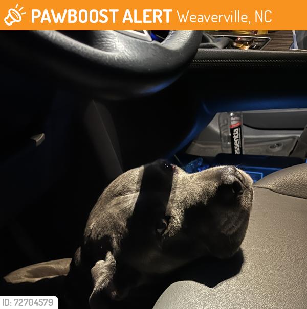 Found/Stray Unknown Dog last seen pleasant grove road , Weaverville, NC 28787