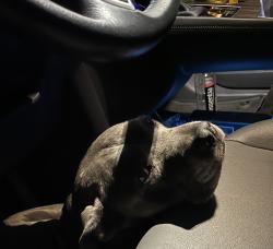 Found/Stray Unknown Dog last seen pleasant grove road , Weaverville, NC 28787