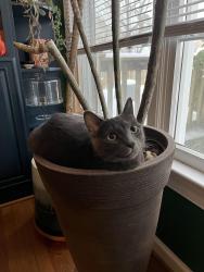 Lost Male Cat last seen Devonshire, Wilmington, NC 28409