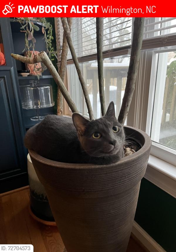 Lost Male Cat last seen Devonshire, Wilmington, NC 28409