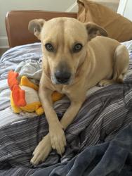 Lost Female Dog last seen Millville and Harrison , Hamilton, OH 45013