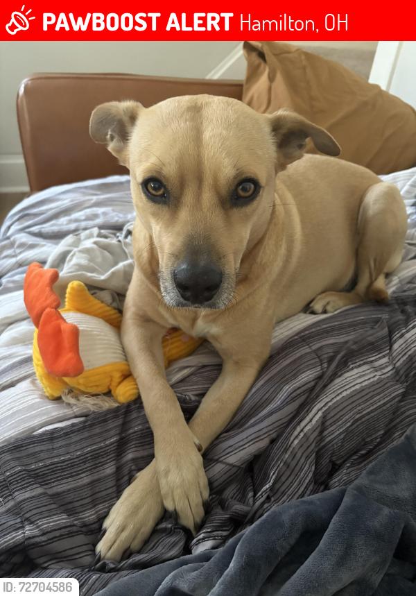 Lost Female Dog last seen Millville and Harrison , Hamilton, OH 45013