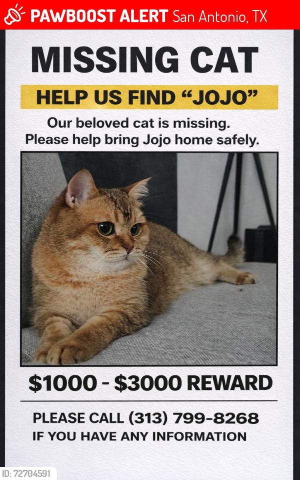 Lost Male Cat last seen Hayden on West ave, San Antonio, TX 78216