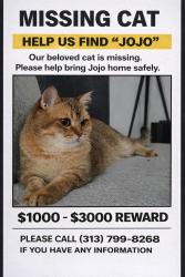 Lost Male Cat last seen Hayden on West ave, San Antonio, TX 78216