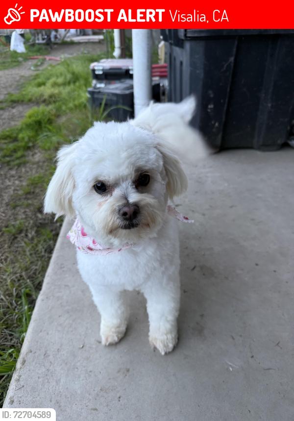 Lost Female Dog last seen Rd 148, Visalia, CA 93292