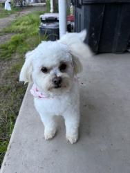 Lost Female Dog last seen Rd 148, Visalia, CA 93292
