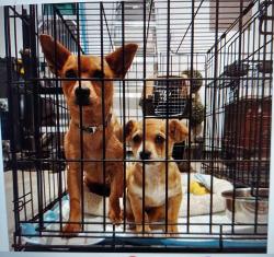 Found/Stray Female Dog last seen unknown, Willis, TX 77378