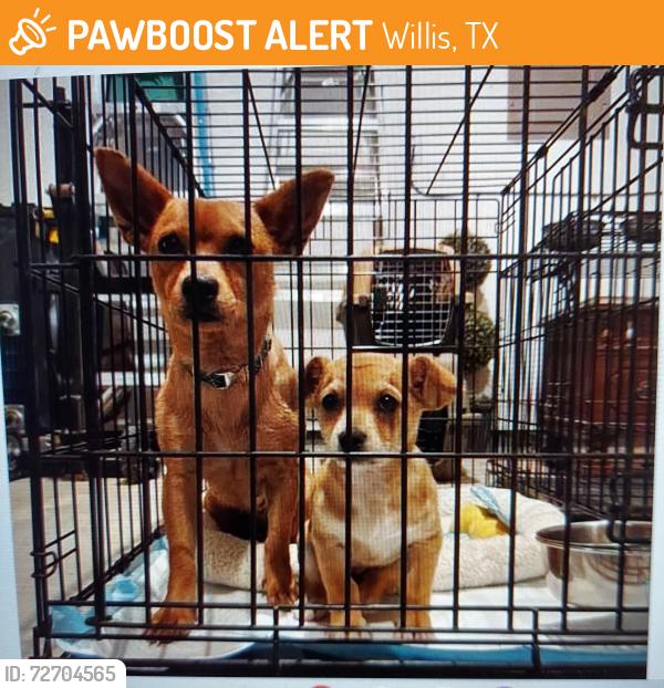 Found/Stray Female Dog last seen unknown, Willis, TX 77378