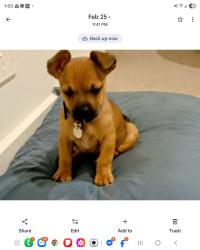 Lost Male Dog last seen Handed into a shelter, Highett, VIC 3190