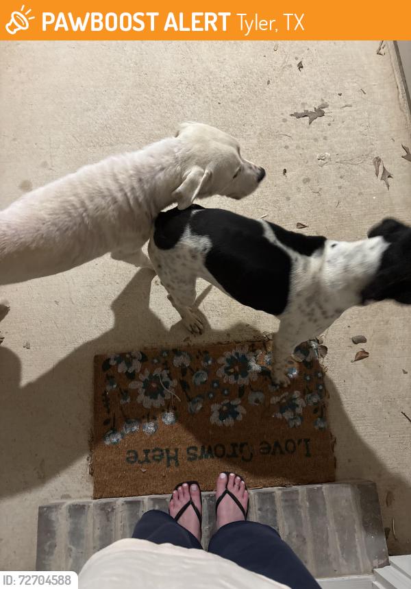 Found/Stray Male Dog last seen Tyler Airport area , Tyler, TX 75704