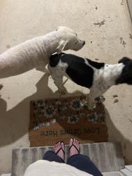 Found/Stray Male Dog last seen Tyler Airport area , Tyler, TX 75704