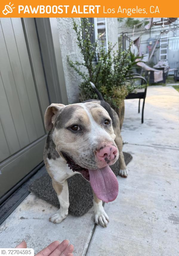 Found/Stray Male Dog last seen Degnan blvd & king, Los Angeles, CA 90008