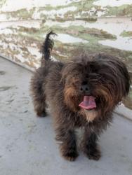 Found/Stray Female Dog last seen Cajon blvd and kennbrook , San Bernardino, CA 92407