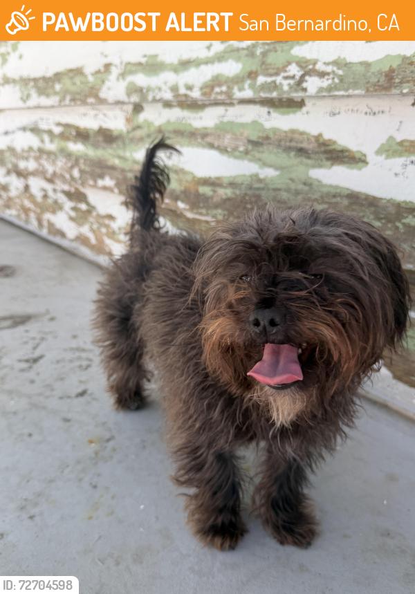 Found/Stray Female Dog last seen Cajon blvd and kennbrook , San Bernardino, CA 92407