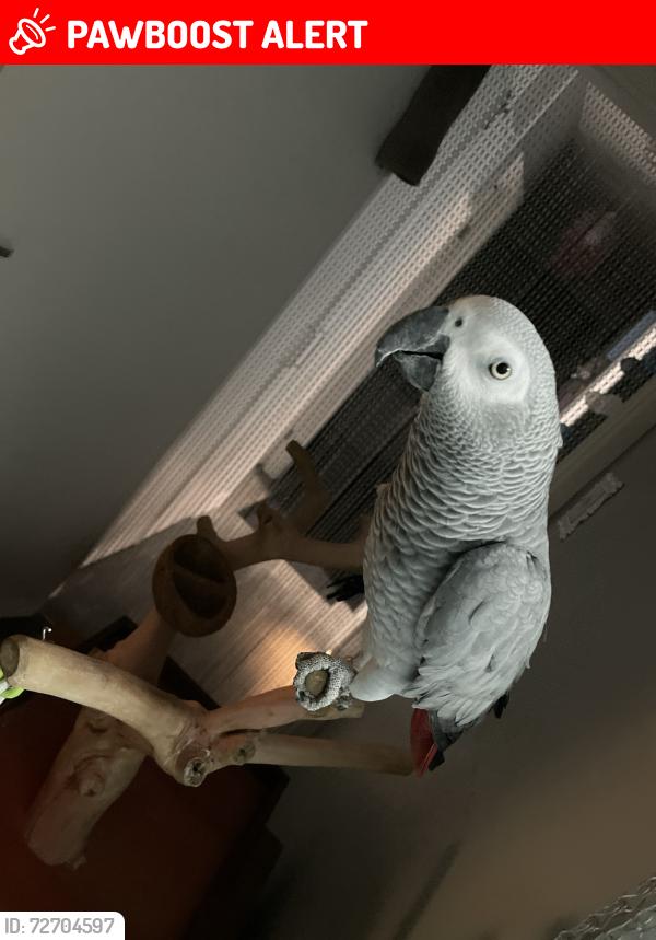 Lost Female Bird last seen Queen’s Close, Wereham, England PE33