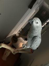 Lost Female Bird last seen Queen’s Close, Wereham, England PE33