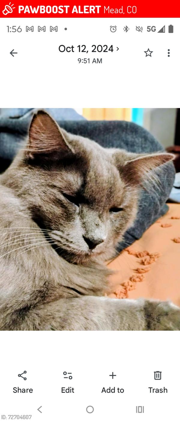 Lost Male Cat last seen Ziggy's coffee 3rd and dillingham, Mead, CO 80542