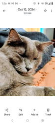 Lost Male Cat last seen Ziggy's coffee 3rd and dillingham , Mead, CO 80542