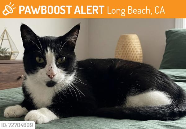 Found/Stray Female Cat last seen Long Beach town center, Long Beach, CA 90831