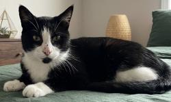 Found/Stray Female Cat last seen Long Beach town center, Long Beach, CA 90831