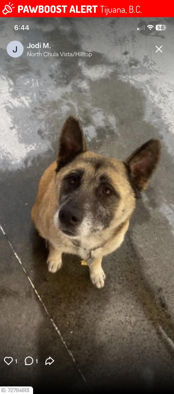 Lost Female Dog last seen Unknown, Tijuana, B.C. 92154