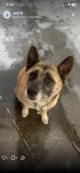 Lost Female Dog last seen Unknown, Tijuana, B.C. 92154