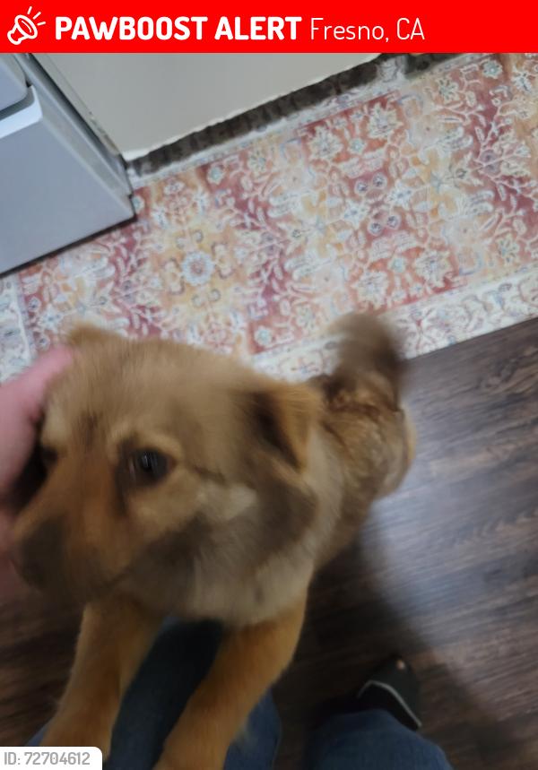Lost Female Dog last seen MLK and Cesar Chavez, Fresno, CA 93706