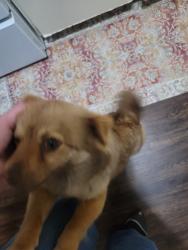 Lost Female Dog last seen MLK and Cesar Chavez, Fresno, CA 93706