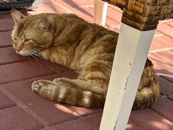 Lost Male Cat last seen By St. John’s hosp and Procter and gamble , Oxnard, CA 93030