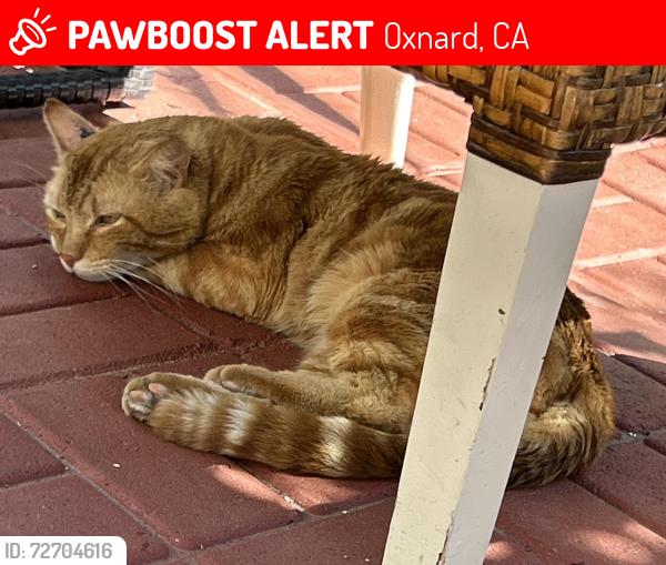 Lost Male Cat last seen By St. John’s hosp and Procter and gamble , Oxnard, CA 93030
