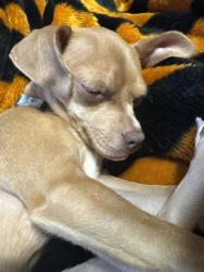 Lost Female Dog last seen Wellesley and Adams , Spokane Valley, WA 99216