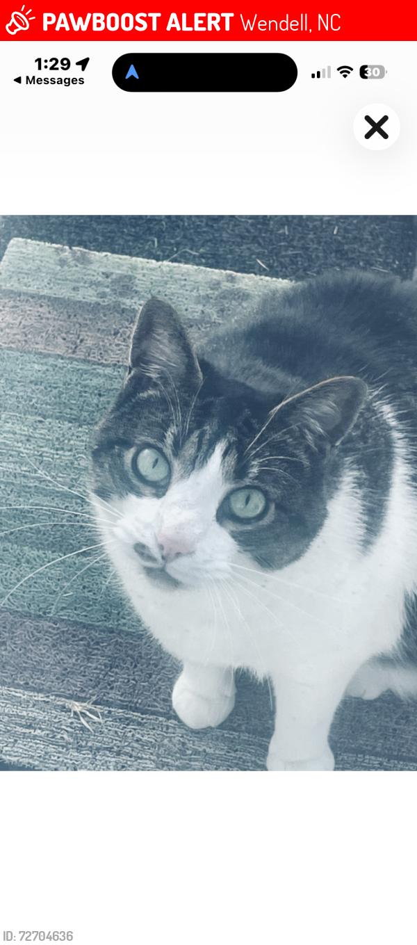 Lost Female Cat last seen Harris Street Lake glad , Wendell, NC 27591