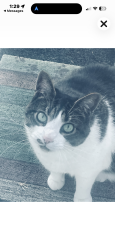Lost Female Cat last seen Harris Street Lake glad , Wendell, NC 27591