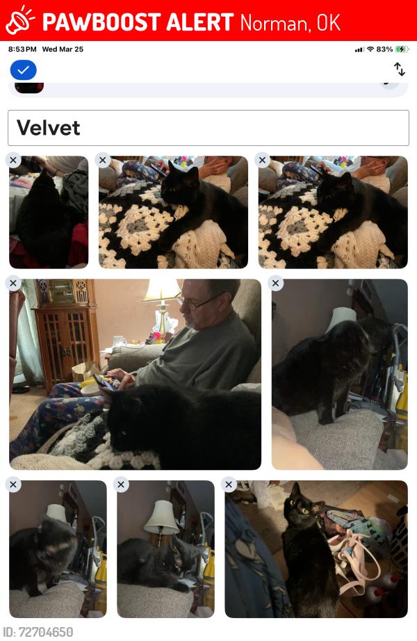 Lost Female Cat last seen Alameda & 72nd, Norman, OK 73026