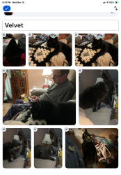 Lost Female Cat last seen Alameda & 72nd, Norman, OK 73026