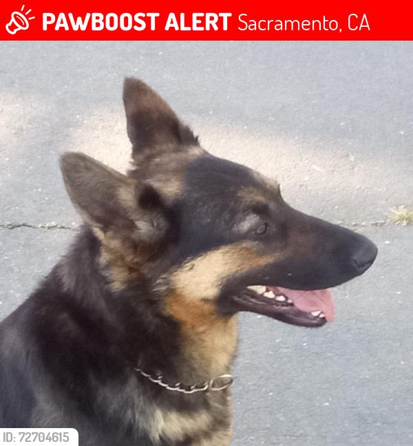 Lost Female Dog last seen Mack and la mancha, Sacramento, CA 95823