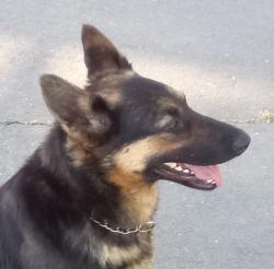 Lost Female Dog last seen Mack and la mancha, Sacramento, CA 95823