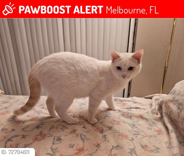 Lost Female Cat last seen Wickham Rd between Sarno Rd and Eau Gallie, Melbourne, FL 32935