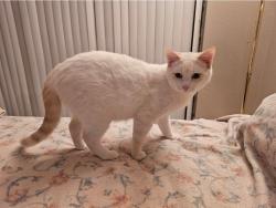 Lost Female Cat last seen Wickham Rd between Sarno Rd and Eau Gallie, Melbourne, FL 32935