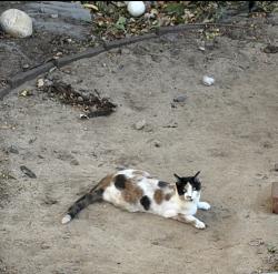Lost Female Cat last seen Powers and berry, Centennial, CO 80016