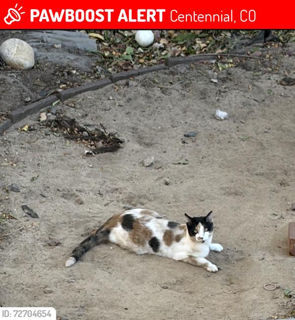 Lost Female Cat last seen Powers and berry, Centennial, CO 80016