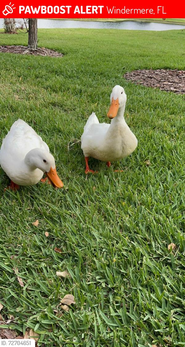 Lost Male Other last seen The pond between the subdivisions of Reserve of Belmere, Belmere and Whitney Isles, Windermere, FL 34786