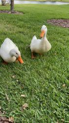 Lost Male Other last seen The pond between the subdivisions of Reserve of Belmere, Belmere and Whitney Isles, Windermere, FL 34786