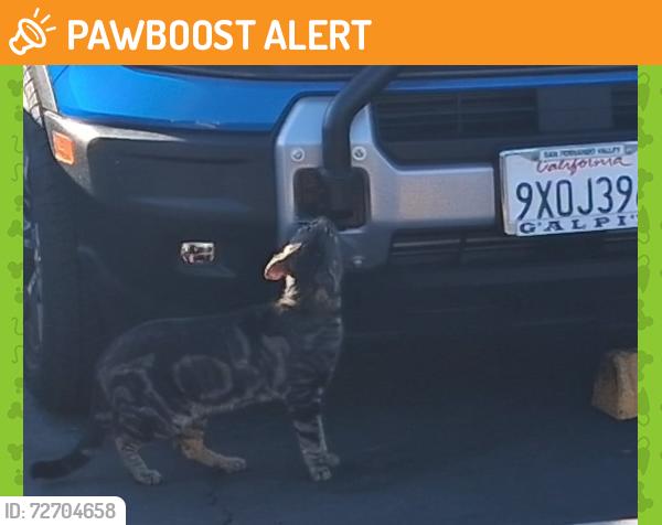 Found/Stray Male Cat last seen Taylor's Steak Housr Angeles Crest/Foothill Blvd , La Cañada Flintridge, CA 91011