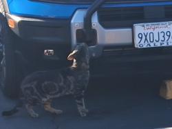 Found/Stray Male Cat last seen Taylor's Steak Housr Angeles Crest/Foothill Blvd , La Cañada Flintridge, CA 91011
