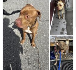 Found/Stray Unknown Dog last seen Gary Animal Control, Gary, IN 46402