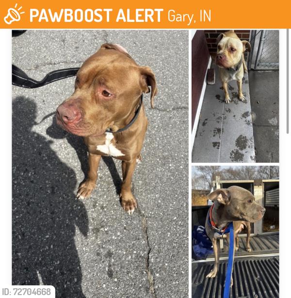 Found/Stray Unknown Dog last seen Gary Animal Control, Gary, IN 46402