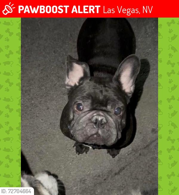 Lost Male Dog last seen Stewart and 13th, Las Vegas, NV 89101