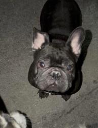 Lost Male Dog last seen Stewart and 13th, Las Vegas, NV 89101