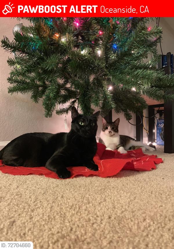 Lost Female Cat last seen Mission and old grove Oceanside, Oceanside, CA 92057